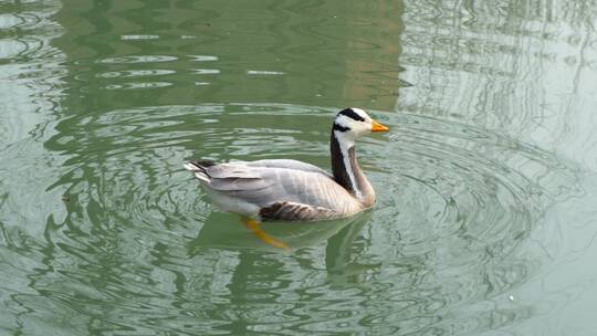 鸭子在水面漂浮斑头雁