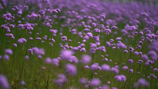 花海视频素材