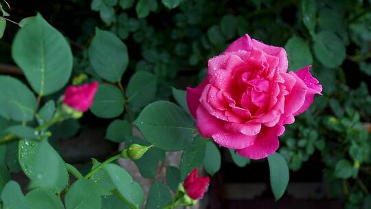 雨后 月季花