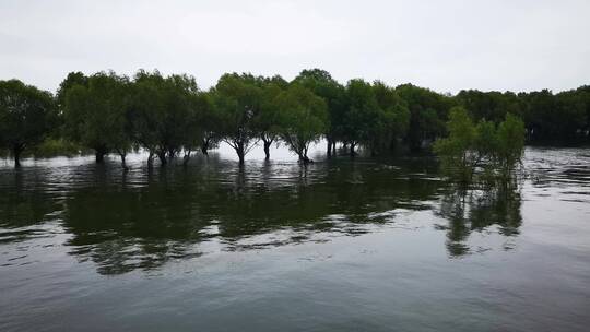 湖南岳阳洞庭湖续期涨水被淹植物