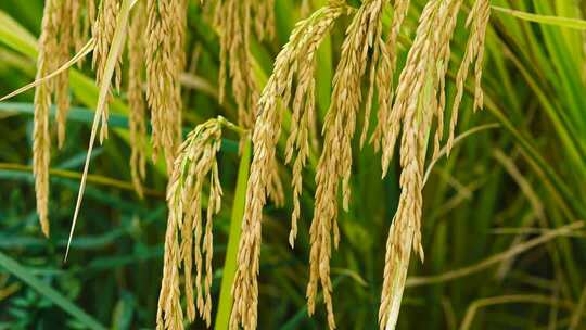 水稻丰收特写