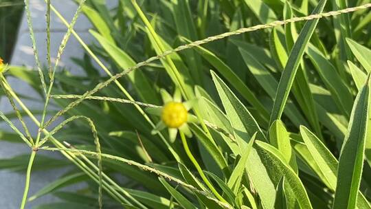 小清新花朵花蕾