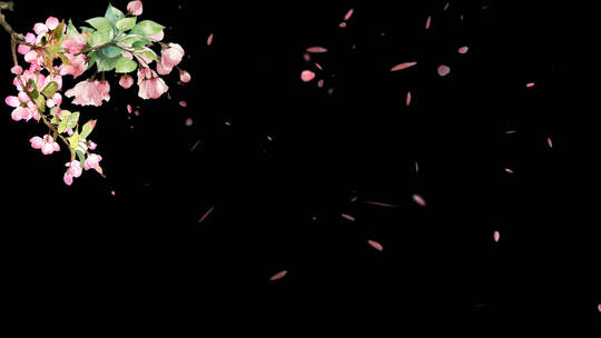 海棠花瓣飞舞透明背景