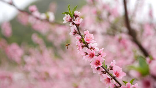 蜜蜂与桃花