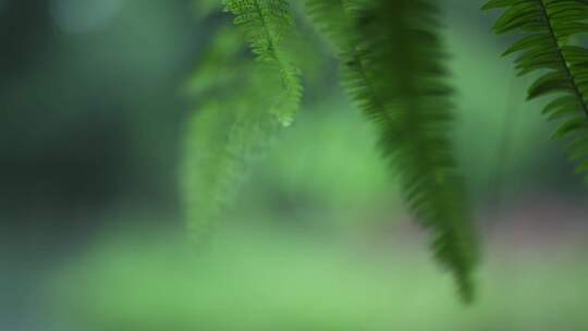 海南省大自然森林雨滴下雨河流山水农业风景