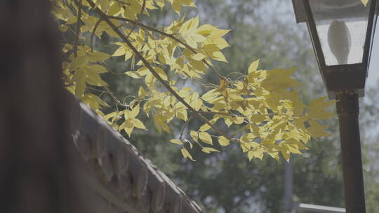 秋天素材 秋天树叶飘落