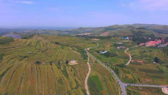 4k航拍万亩麦田空境丰收景象