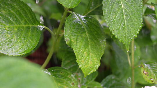 雨中的绿色植物