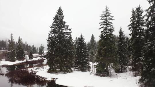 加拿大冬季的松林和湖泊