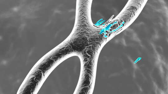 受损染色体的动画