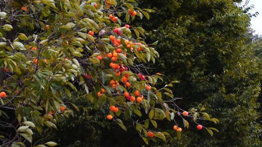 柿子树上挂满承成熟红橙色的柿子