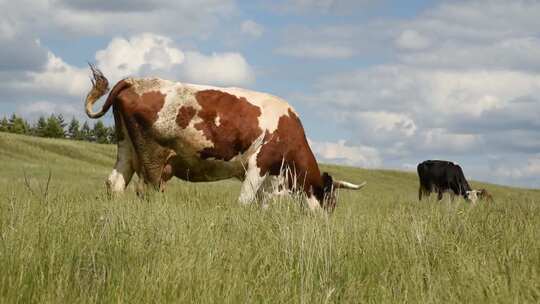 牧场 奶牛 自然 农业