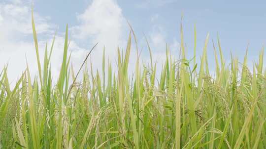 蓝天下的水稻稻田