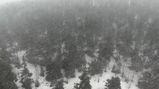 林地降雪景观航拍镜头