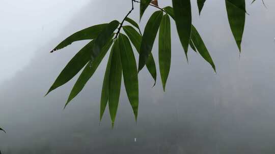 下雨天带水珠的竹叶特写