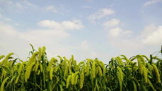 现代农业谷子地小米延时合集素材乡村振兴