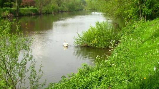 小河里的天鹅