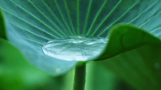 夏季下雨天雨水荷花荷叶雨滴水滴特写