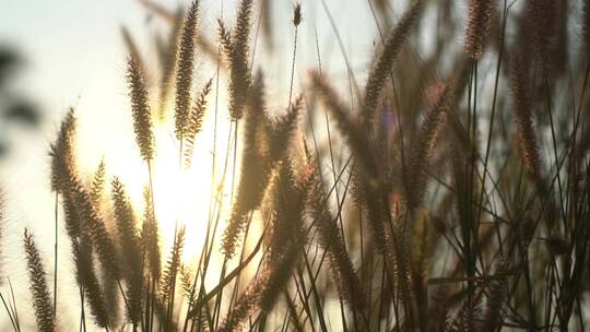 阳光透射过随风摆动的野草