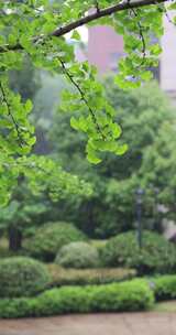 夏天雨水打在银杏叶上升格