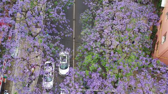 昆明蓝花楹街景