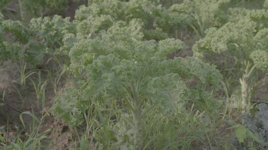 绿色羽衣甘蓝种植LOG视频素材模板下载