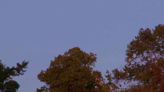 满月从树梢升起，映衬着紫色的天空