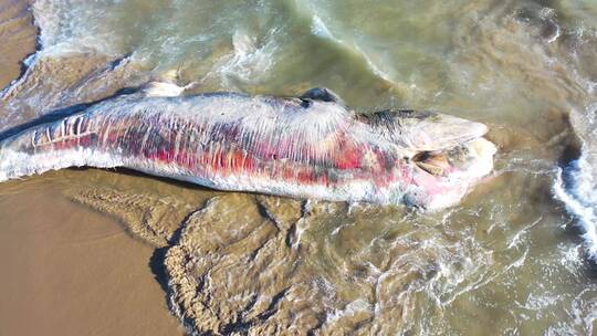 海滩上躺着一只死鲸鱼