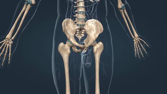 人体骨架骨骼骨盆髋关节骨盆骨连接
