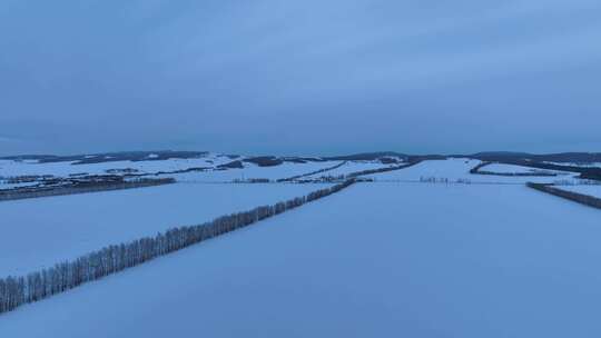 冬季旷野中垦区防护林雪原风景