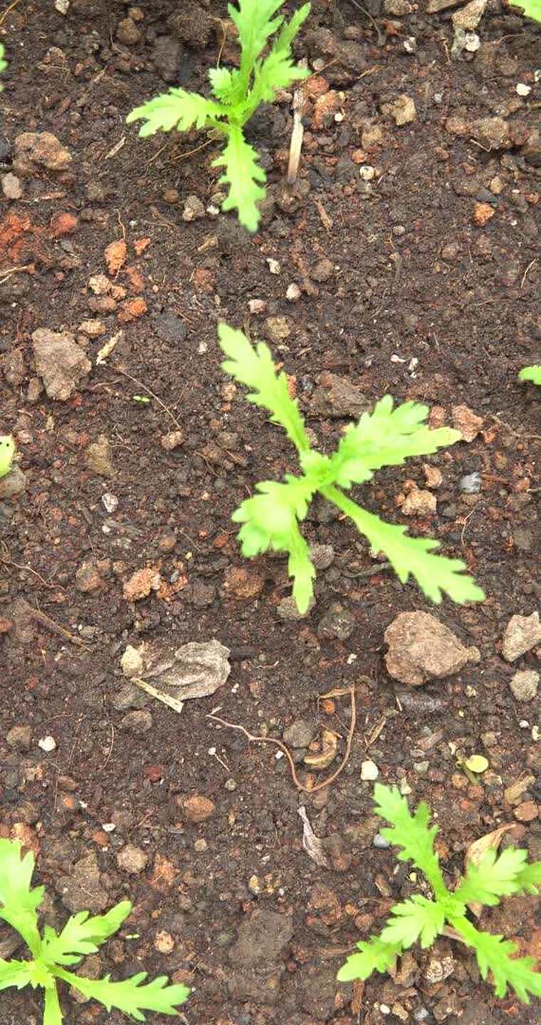 茼蒿幼苗生长特写