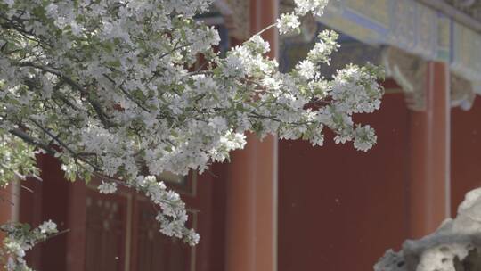 唯美红墙花开 庭院唯美镜头