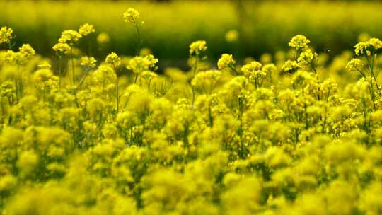 油菜花 蜜蜂采蜜