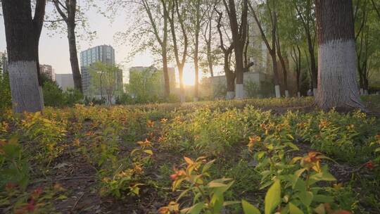 4K夕阳下的植物视频素材模板下载