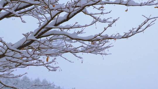 雪地走路扶贫下乡视频素材模板下载