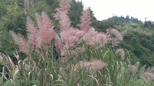 湿地美丽芦苇