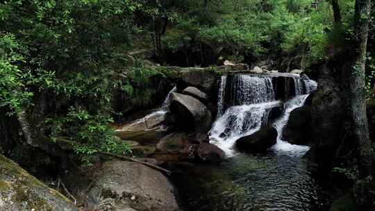 4k森林雨林小溪河流美景自然