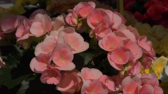 美丽的粉红色海棠花