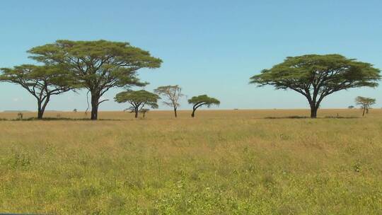 合欢树生长在非洲大草原上视频素材模板下载