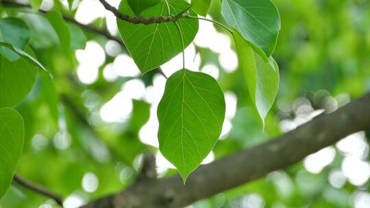 特写菩提树叶子