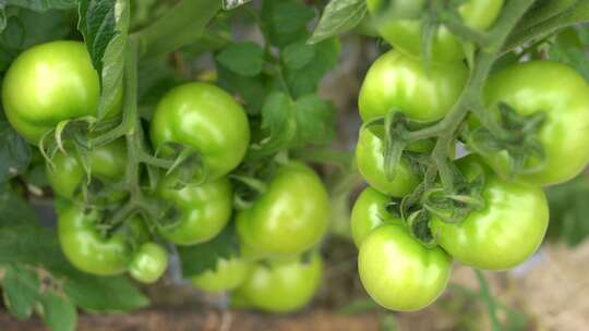 番茄 西红柿 有机 绿色