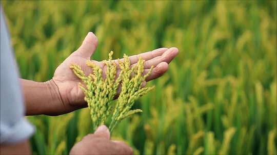 手抚摸稻穗 水稻丰收 乡村振兴 美丽乡村