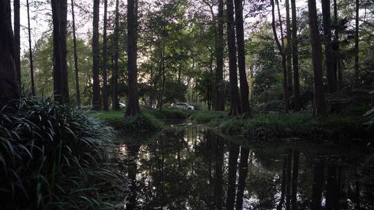 杭州西湖景区曲院风荷风景