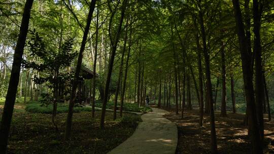 南京明孝陵自然景观