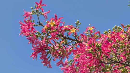 红色异木棉花 粉红色异木棉花 0077