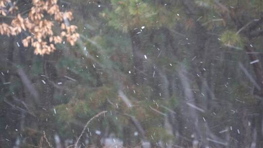 山东荣成海岸松林冬季下雪