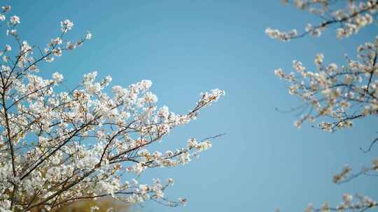 樱花林樱花树，春天风景樱花蓝天空镜素材