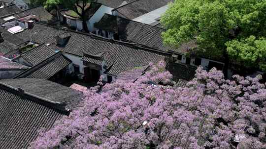 绍兴仓前直街苦楝花开