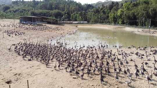 清远黑棕鹅养殖基地航拍素材4K直出