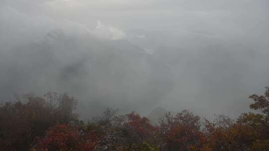 三峡红叶